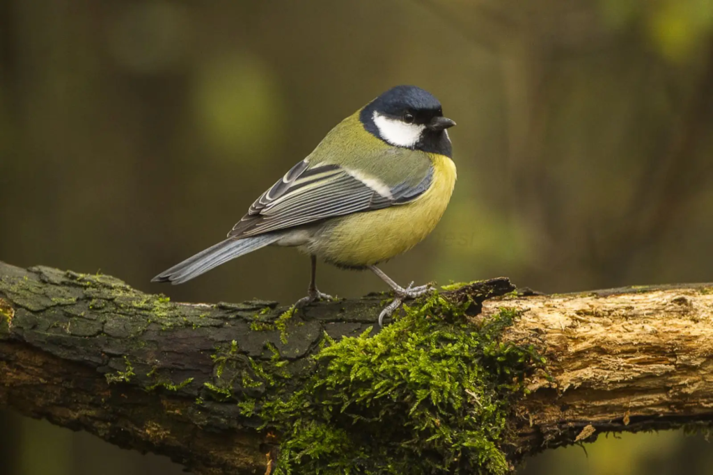 Great tit